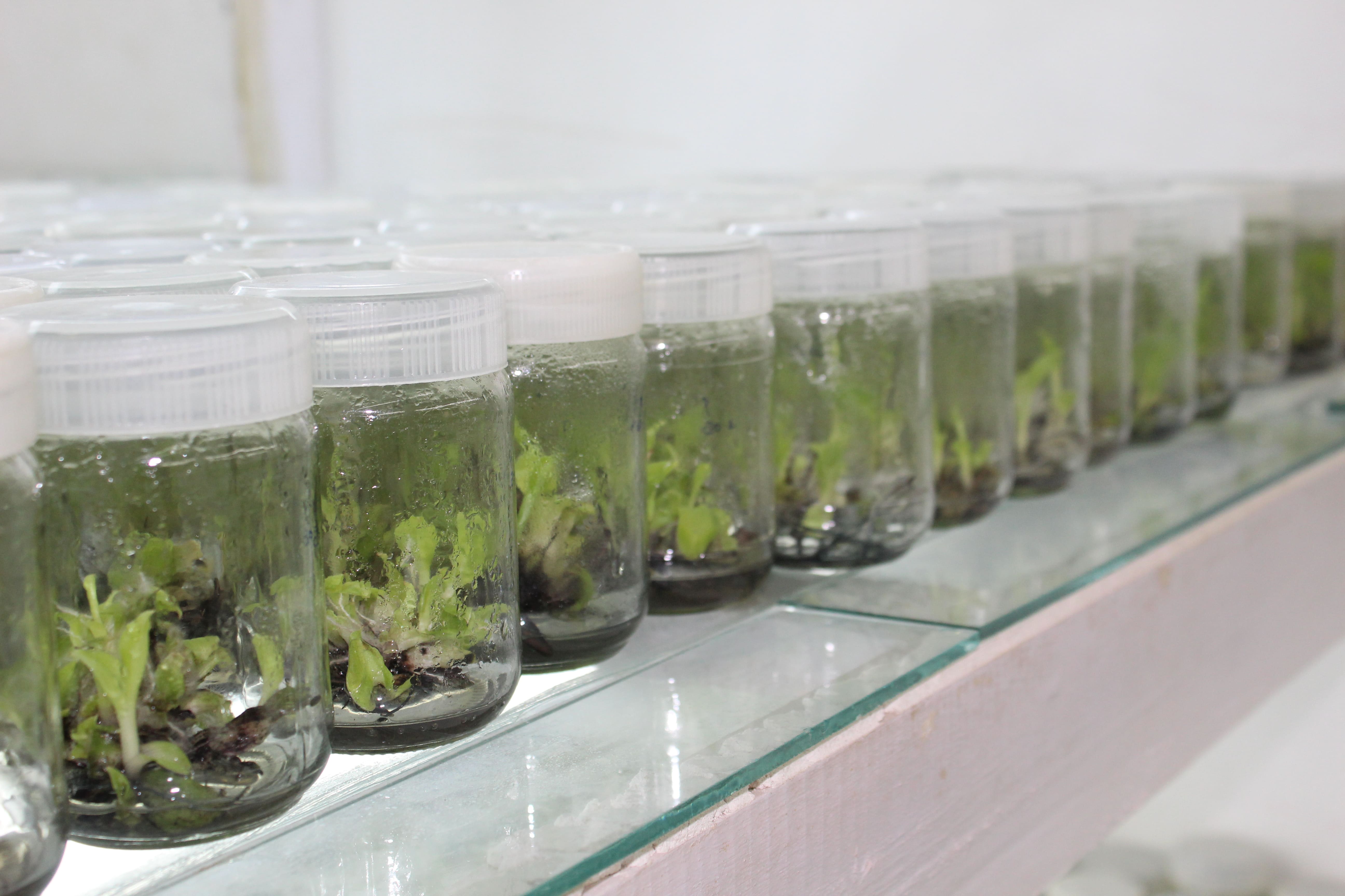 Plant Biotechnology