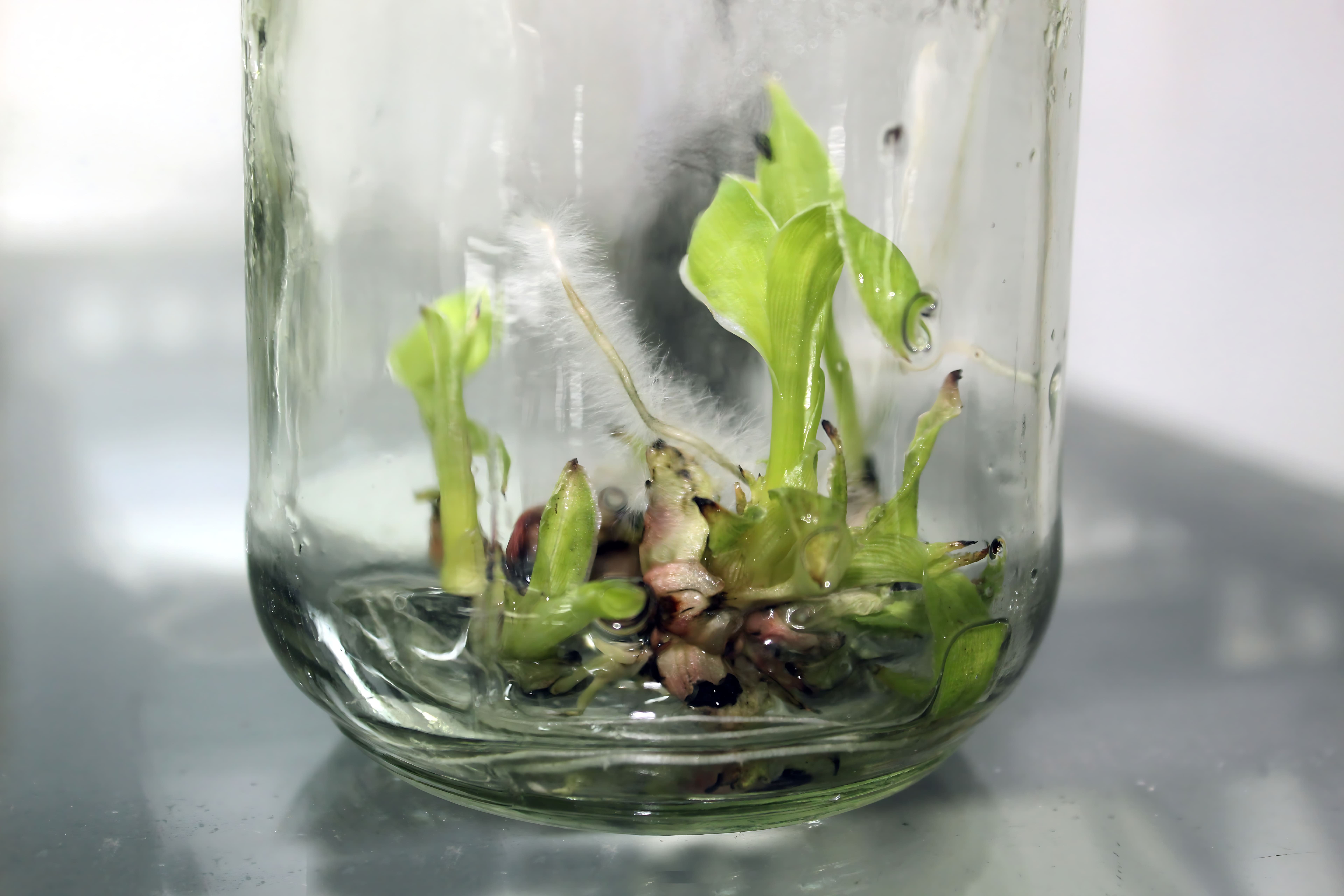 Tissue Culture